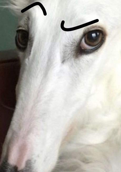 Long Face Dog, Police Canine, Borzoi Dog, Goofy Dog, Silly Dogs, Silly Animals, Funny Animal Memes, Dog Drawing, White Dogs