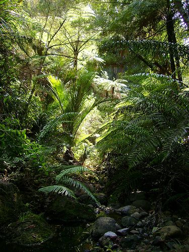 New Zealand Bush, Kiwi Aesthetic, Bush Photography, Pickup Camping, 2023 Wallpaper, Nz Art, Eclectic Aesthetic, Auckland Nz, Abstract Art Inspiration