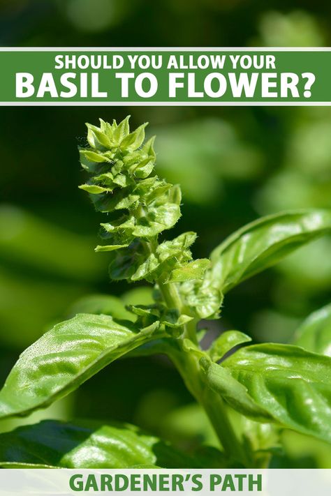 Basil Uses Ideas, Things To Make With Fresh Basil, Healthy Basil Recipes, What To Do With Basil From Garden, Recipes With Fresh Basil Leaves, What To Make With Basil, Basil Care, Basil Plant Care, Prune Basil