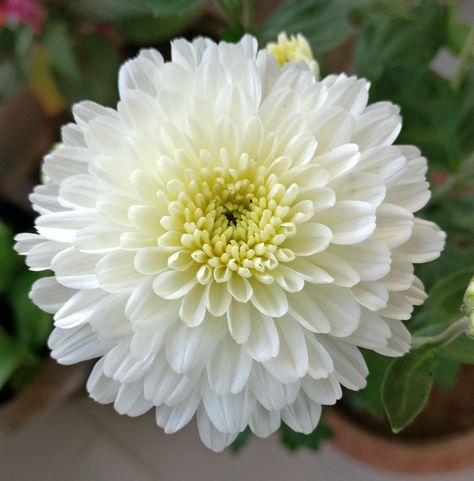 White Chrysanthemum Crysamthmum Flower, Crysantenum Flower, White Chrysanthemum Flower, Chrysanthemum Seeds, Chrysanthemum Plant, Flower Props, Garden Mum, Dozen Red Roses, Jasmine Plant