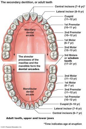 Dental Assistant Study Guide, Teeth Diagram, Dental Assistant Study, Teeth Anatomy, Dental Hygiene Student, Kesehatan Gigi, Dental Hygiene School, Dentistry Student, Dental Anatomy