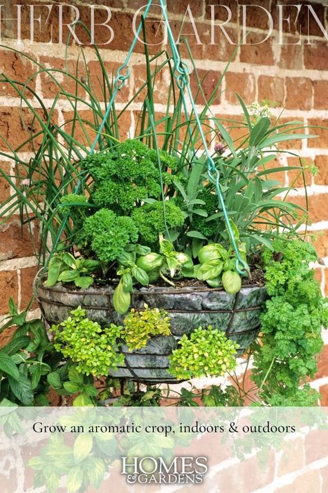 Don't overlook the vertical plane when planning your herb garden – hanging baskets can make an enticing, fragrant addition to the garden. Hanging Plant Baskets Outdoor, Hanging Basket Combinations, Herbs Balcony, Diy Hanging Baskets, Diy Hanging Herb Garden, Hydroponic Herb Garden, Balcony Herb Gardens, Herb Garden Ideas, Hanging Herb Garden