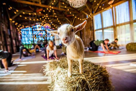 Yoga Party, Buffalo City, Goat Yoga, Weekend Wedding, Baby Goat, Dairy Goats, Yoga Pictures, Nature Tour, A Goat