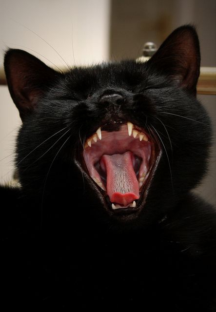 Cat Yawning, Cat Expressions, Black Cat Aesthetic, Funny Black Cat, Dog Food Brands, Cat Reference, A Black Cat, Bad Dog, Funny Cat Pictures