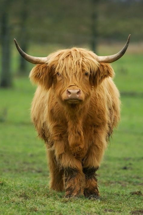 Scottish Cows Highland Cattle, Scottish Highlands Cow, Scottish Coo, Highland Cow Face, Highlands Cow, Highland Bull, Highland Coo, Cow Highland, Small Cow