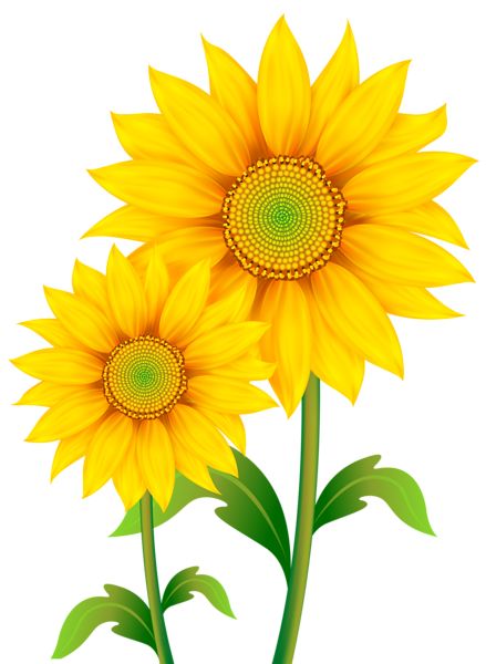 Sunflower Things, Sunflower Clip Art, Sunflower Leaves, Sunflower Images, Clip Art Free, Sunflowers Background, Sunflower Clipart, Sunflower Pictures, Sunflower Wall Art