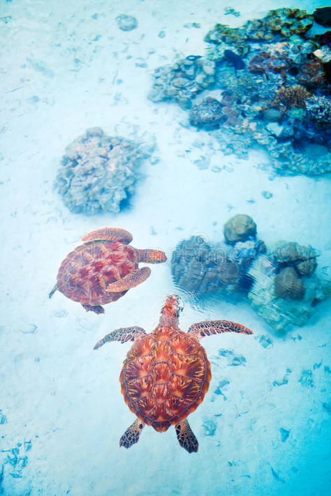 Turtles Swimming, Turtle Wallpaper, Secret Stories, Turtle Swimming, Vacation Goals, Animal Photos, Sea Turtles, Tumblr Wallpaper, Cute Animal Photos