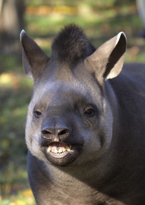 Lowland Tapir | Lowland Tapir say cheese Bizarre Animals, Funny Animal Photos, Unusual Animals, Rare Animals, Pretty Animals, Silly Animals, Fluffy Animals, Cute Wild Animals, Weird Animals