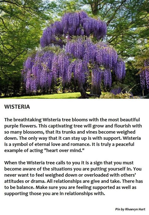 Wisteria Flower Meaning, Wisteria Meaning, Wisteria Trees, Tree Meanings, Wisteria Flower, Tree Support, Wisteria Tree, Flower Meanings, Herbal Magic