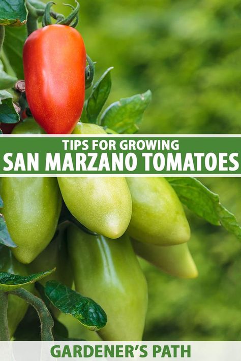 Certified Italian ‘San Marzano’ tomatoes must be grown in a certain region of the country, but home gardeners in the US can also propagate this cultivar from seed or live starts. We share the heirloom’s history and tips for growing the famous sauce tomato at home on Gardener's Path. #sanmarzano #tomatoes #gardenerspath How To Grow San Marzano Tomatoes, San Marzano Tomato Plant, Growing San Marzano Tomatoes, San Marzano Tomatoes Recipes, San Mariano, Tomatoes Plants Problems, San Marzano Tomato Sauce, Tomatoes Growing, Tomato Seed