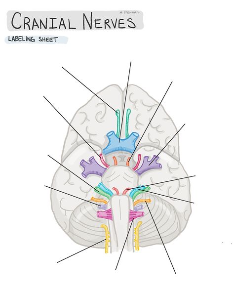 (Day 539) cranial nerves and their general functions. Blank one for studying too. The mnemonic isn’t mine, it just lives in the dusty back… Nervous System Anatomy, Nursing School Survival, Cranial Nerves, Nursing School Studying, Medical School Studying, Nursing School Notes, Diagram Design, School Survival, Med Student