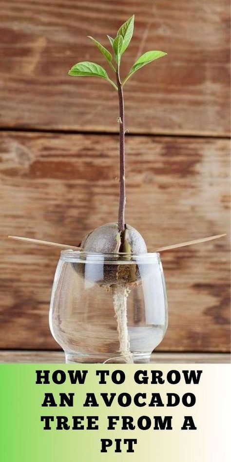 Grow Avocado Indoors, How To Plant An Avocado Pit, Rooting Avocado Pits, Plant Avocado Pit, How To Start An Avocado Plant From Seed, Growing Avocado From Pit Indoors, How To Plant A Avacodo Seed, How To Plant Avocado Tree, Indoor Fruit Trees Houseplant