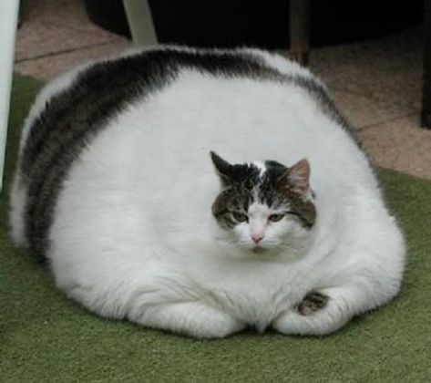 Fat Cats Funny, Obese Cat, Cute Fat Cats, Fat Animals, Haiwan Comel, Silly Cats Pictures, Silly Animals, Kittens Funny, Fat Cats