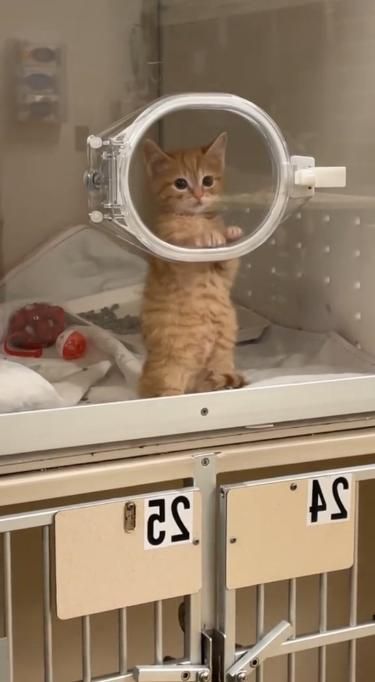 Follow for more Cute Videos💖💕✨ what is your pet name?💕❤🥰 #cats #dogs #pets #cutecats #funnyvideos #cutevideos Cat And Dog Videos, Cute Small Animals, Karakter Disney, Cute Cats Photos, Pretty Animals, Reaction Pics, Cute Cat Gif, Baby Kittens, Cute Animal Photos