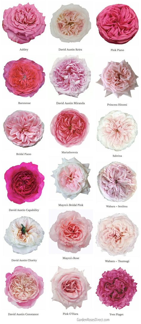 Varieties of Pink Garden Roses - Garden Roses Direct Wedding Flower Types, Garden Rose Bouquet, Diy Fleur, Love Rose Flower, Different Types Of Flowers, Rose Varieties, Pink Rose Bouquet, Flower Guide, Types Of Roses