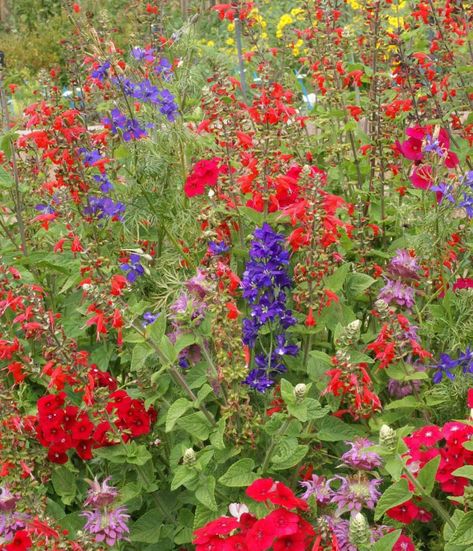 Small Balcony Garden, Perennial Flowers, Wildflower Seeds, Flowers Perennials, Floral Display, Small Balcony, Balcony Garden, Cozy Corner, Hummingbirds