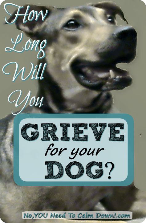 It's a real family loss. How long will you grieve for your dog? Losing Your Best Friend, Pet Loss Dog, Miss My Dog, Dog Loss, Angel Babies, Dog Heaven, Helpful Things, Puppy Stuff, Real Family