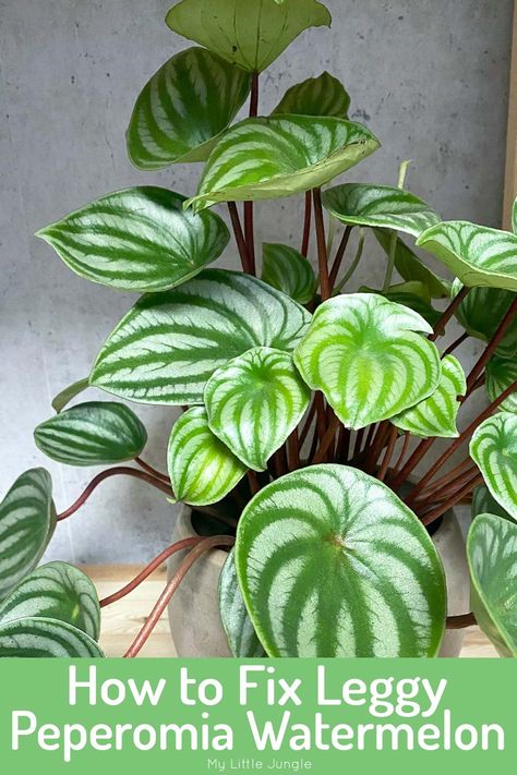 Cause for Leggy Watermelon Peperomia Plant (and how to fix it) - My Little Jungle Watermelon Leaves, Cat Safe Plants, Watermelon Plant, Peperomia Plant, Plant Maintenance, Zebra Plant, Household Plants, Fertilizer For Plants, House Plant Care