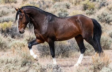 All Horse Breeds, Wild Stallion, Horse Markings, Beautiful Horses Photography, Nevada Desert, Horse Inspiration, Mustang Horse, Bay Horse, Wild Mustangs