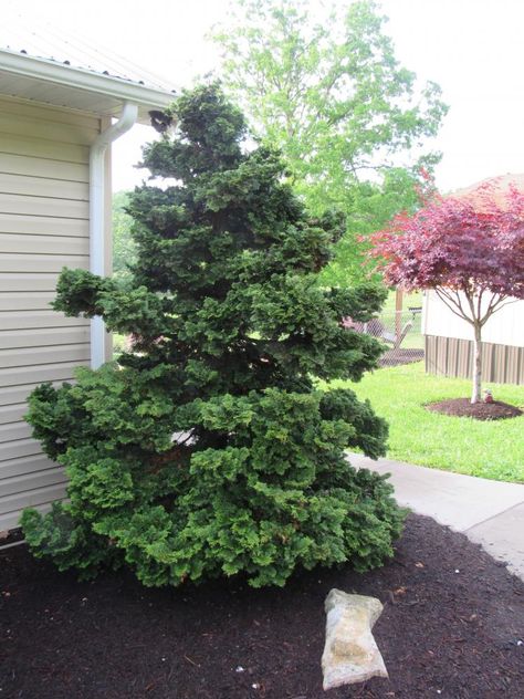 Slender Hinoki Cypress, Hinoki False Cypress, Mountain Landscaping, Sunrise House, Cabin Landscaping, False Cypress, Cypress Plant, Backyard Landscapes, Peaceful Green