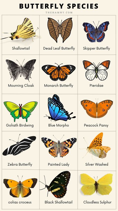 Butterfly Species Chart Types Of Butterfly Tattoos, Types Of Butterflies Meaning, Different Type Of Butterflies, Types Of Butterflies Tattoo, Different Types Of Butterflies Drawing, Types Of Butterflies Drawing, Type Of Butterflies, Different Butterflies And Their Meanings, Butterfly Types Drawings