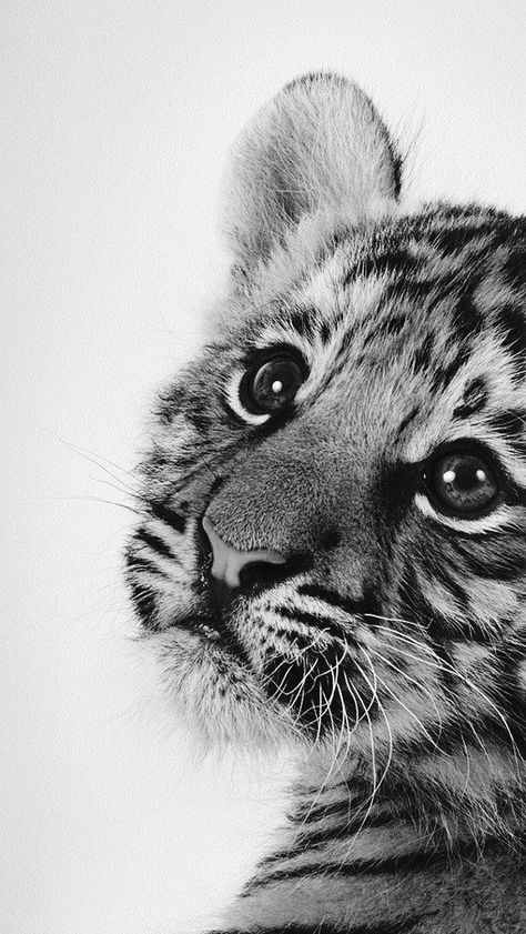 Tiger Drawing Black And White, Animal Drawings Black And White, Animal Pencil Drawings Realistic, Black And White Animal Pictures, Realistic Pencil Drawings Of Animals, Charcoal Animals, Black And White Animal Art, Tiger Black And White, Animal Black And White