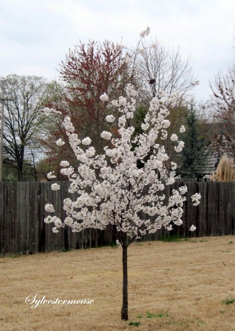 The Yoshino Cherry Tree - Easy Backyard Gardening Yoshino Cherry Tree, Flowering Pear Tree, Ornamental Cherry, French Country Garden Decor, Country Garden Decor, Cool Tree Houses, French Country Garden, Easy Backyard, Meteor Garden 2018