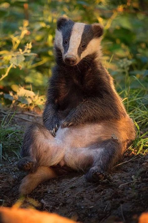 Badger Reference, English Badger, Badger Aesthetic, Europe Animals, Badger Photography, European Animals, Badger Images, European Nature, European Badger