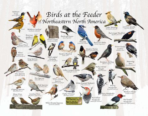 Importance Of Nature, Northern Flicker, Song Sparrow, Downy Woodpecker, Nature Poster, American Robin, House Sparrow, Black Capped Chickadee, Common Birds