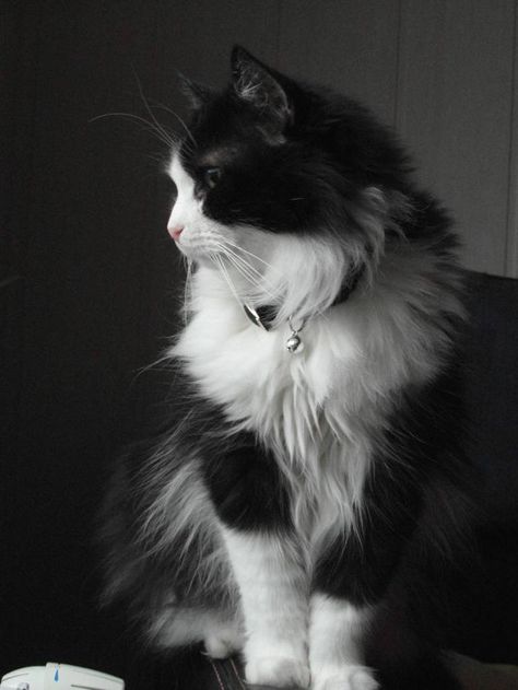 Precios eixemplar de gat d'Angora de Turquia Black And White Longhair Cat, Long Hair Tuxedo Kitten, Long Haired Black And White Cat, Turkish Angora Cat Black, Gato Angora, Turkish Cat, Gato Ragdoll, Angora Cat, Turkish Angora Cat