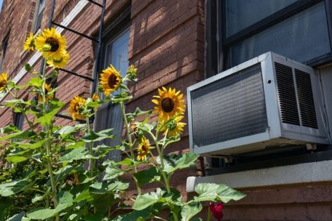 I think you all know that we are 100% able to come help with all your home improvement needs. However, we are also dedicated to helping out the DIY'ers out there with some tips and tricks. As the weather heats up in Denver, we are getting calls about window air conditioner installations. I found this from Bob Vila, if you want to give it a try yourself. Remember, if you get stuck, we are only a phone call away! #handymanconnection #womenowned #homemaintenance #homeimprovements Window Ac Unit, Window Ac, Window Air Conditioners, Air Conditioner Units, Energy Efficient Windows, Window Air Conditioner, Window Unit, Air Conditioning Unit, Window Sizes