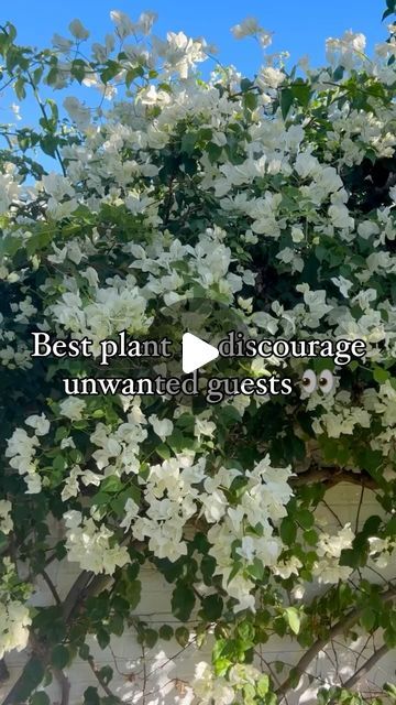 Bonnie Stacey on Instagram: "Plant Bougainvillea to increase your security 🙌🏽

Their thorns will discourage unwanted guests from peering in or jumping your fence 🙅🏼‍♀️

not to mention it also looks stunning 🤩 it’s a win win! 

follow along for more landscaping tips 🌿

#bougainvillea #diylandscaping #diy #landscaping #landscapingtips #plants #gardentips #backyard #creeper #vine" Pretty Patios, Different Types Of Fences, Landscape Meadow, Family Compound, Types Of Fences, Diy Gardening, Landscaping Tips, Yard Design, Diy Landscaping