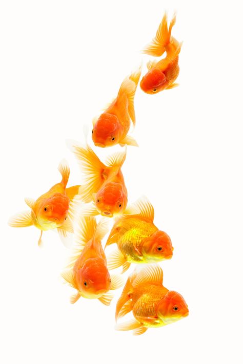 Be A Goldfish Ted Lasso, Fish To Draw, Orange And Blue Color Palette, Be A Goldfish, Koi Fishes, Goldfish Art, Blue Color Palette, Fish Drawings, Animal Reference