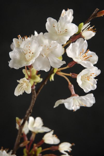 Ribbon Corsage, Blossom Bouquet, Filler Flowers, Fruit Berries, Artificial Branches, Apricot Blossom, Blossom Branch, Favourite Flowers, Cherry Blossom Branch