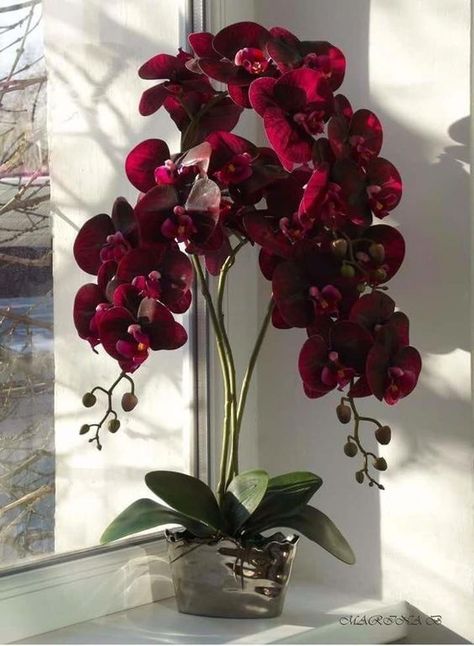 Orchid Flower Arrangements, Orchid Centerpieces, Red Orchids, نباتات منزلية, Growing Orchids, Exotic Orchids, Orchids Garden, Artificial Orchids, Orchid Arrangements