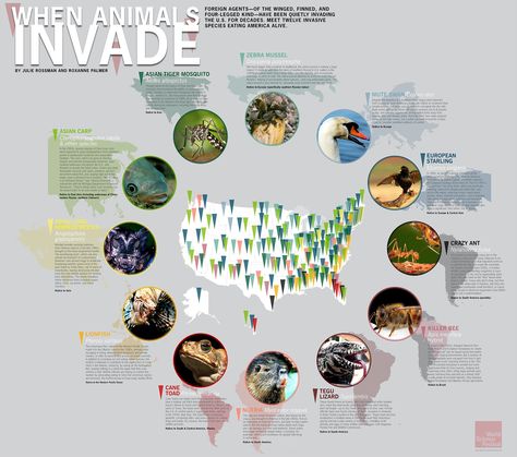 Invasive Species - one of a set of pretty cool science-related infographics. DONE Asian Tigers, Science Festival, Keystone Species, Summer Science, Emergency Response Team, Nature Education, Biology Labs, Mute Swan, Ap Biology