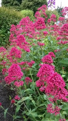 Valerian Flower, Red Valerian, Flowers For Garden, Perennials Low Maintenance, Plants With Pink Flowers, Easy To Grow Flowers, Healthy Air Fryer Recipes, Pink Perennials, Healthy Air Fryer