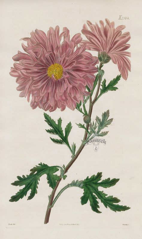 Chrysanthemum from 1815 Curtis Botanical Magazine Red, Orange Highly Decorative Prints Chrysanthemum Art, Purple Chrysanthemum, Chrysanthemum Painting, Vintage Flower Tattoo, Chrysanthemum Tattoo, Beautiful Flower Drawings, Antique Botanical Print, Nature Artists, Large Art Prints