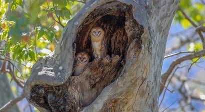 Photo: Barn owl family finds the perfect home Barn Owl Art, Owl Wings, Barn Owls, Black Barn, Owl Family, Green Tech, Fast Growing Trees, Owls Drawing, British Wildlife