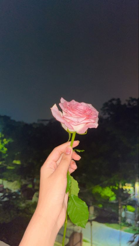 Aesthetic Rose Pic, Rose Day Snapchat, Rose Snaps Snapchat, Rose Snap Story, Rose Snapchat, Rose Dp, Rosé Snapchat, Dpz For Fb, Rose Snap