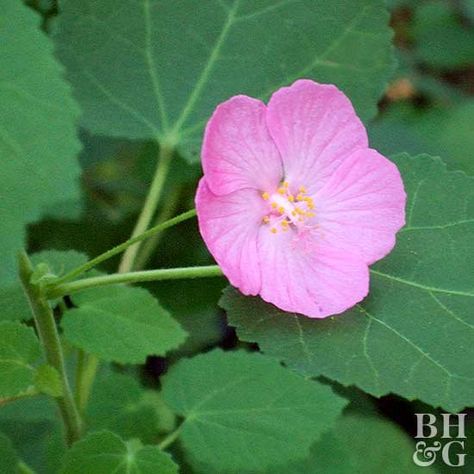 Texas Rock Rose, Texas Garden, Tattoo Plant, Rock Rose, Future Garden, Texas Gardening, Rose Care, California Garden, Rose Seeds