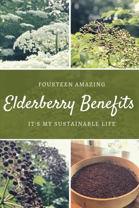 Elderberry Benefits, Healthy Vitamins, Folk Medicine, Medicine Chest, Elderberry Syrup, Natural Healing Remedies, Diy Remedies, Natural Therapy, Natural Diy