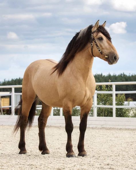 Brown Mustang Horse, Buckskin Roan Horse, Light Bay Horse, Buckskin Horses, Buckskin Horse, Horse Coat Colors, Spirit Horse, Mustang Horse, Bay Horse