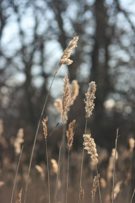 February Inspo Pics, February Aesthetic Month, February Nature, Months Aesthetic, February Wallpapers, February Vibes, Month Themes, Angel Time, January Aesthetic