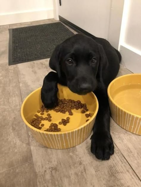 Black Lab puppy Nice Dogs, Black Labrador Puppy, Labrador Noir, Puppy Baby, Lab Puppy, Black Lab Puppies, Labrador Retriever Puppies, Black Labs, Lab Puppies