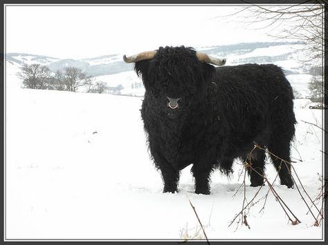 A Young Highland Bull In the Snow - Scotland Highland Bull, Rodeo Mom, Scottish Highland Cow, Pet Spaces, Image Reference, Highland Cows, Scotland Castles, Highland Cattle, Painting Inspo