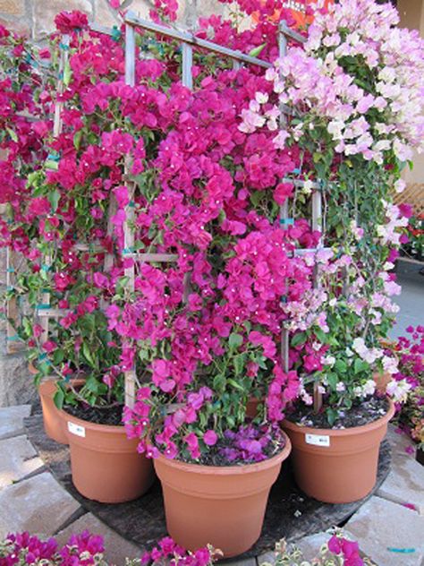 How to Grow and Care for the Bougainvillea Plant in Containers Trellis For Bougainvillea, Bougainvillea In A Pot, Growing Bouganvilla In Pots, Bouganvilla Pergola, Bougainvillea On Fence, Bougainvillea Fence, Bougenville Flowers, Potted Bougainvillea, Bougainvillea Trellis