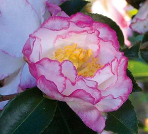 Get Inspired with this Southern Living Camellia -- October Magic Inspiration  Plant the upright, bushy Inspiration in light shade for best bloom performance. The large double flowers are white with a narrow magenta margin and new spring growth is maroon.  #camellias #fallblooms #southernliving #southernplants #gardening #foundationplants #shadeplants October Magic, Camellia Sasanqua, Magic Inspiration, Southern Living Plant Collection, Southern Living Plants, Privacy Plants, Asian Garden, Foundation Planting, Pretty Pics