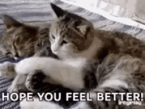 Feel Better Soon Hope You Feel Better GIF - FeelBetterSoon HopeYouFeelBetter Cats - Discover & Share GIFs Feel Better Gif, Get Well Soon Cat, Cat Hug Gif, Feel Better Funny, Get Well Soon Funny, Cuddling Gif, Hope Youre Feeling Better, Feel Better Soon, Hug Gif