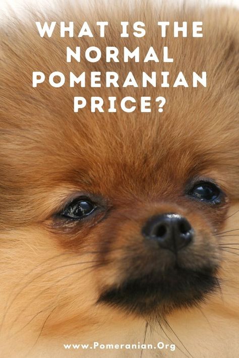 Pomeranian Accessories, Pomeranian Teddy Bear Cut, Pomeranian Haircut Hairstyles, Pomeranian Clothes, Pomeranian Puppies For Free, Parti Pomeranian, Miniature Pomeranian, Pomeranian Breeders, Merle Pomeranian